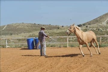קורס מדריכי רכיבה טיפולית – המדריך המלא